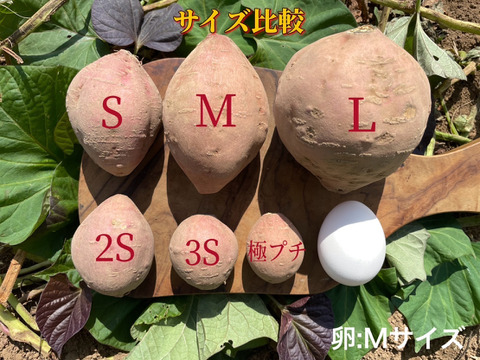 【絶品】aimo農園｜種子島産安納芋 B品(S~Mサイズ)  2kg(箱別)