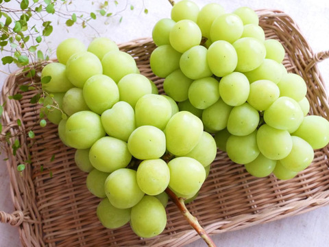 訳アリ！9月発送！予約販売！朝採れ新鮮】山梨県産シャイン