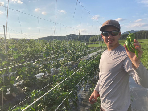 京都府産万願寺とうがらし　1kg