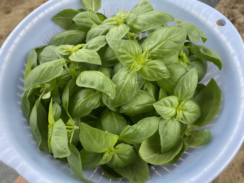 ちょっとめずらしい夏野菜セットS 【5-6種】　農薬不使用栽培