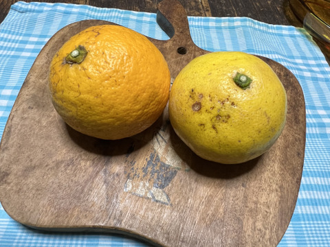 【農薬不使用】紅ニューサマー6kg&ニューサマー6kg