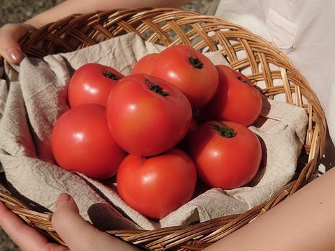 夏の贅沢！清涼感あふれる王道トマト(2.4kg)