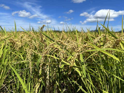 【農薬・肥料不使用】令和七年産　ササニシキ　玄米