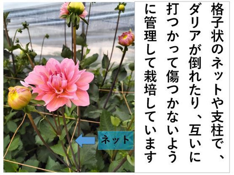 ダリア 彩り鮮やか！心華やぐ麗しき花！〈10本〉