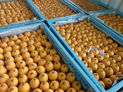 房州びわ（房州枇杷の中心地富浦産）【人気の品種・田中】1.0kg