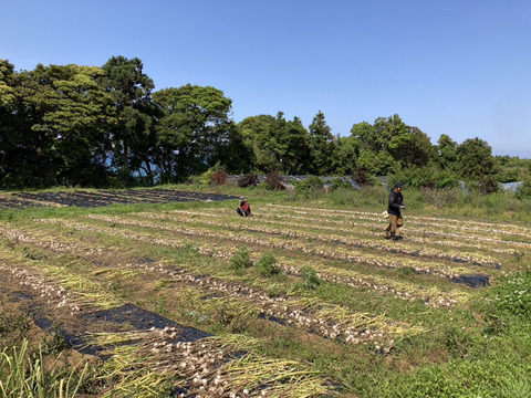 【農園女子の安心にんにく2kg】高知県四万十市産  土まで安心 ※栽培期間中農薬化学肥料不使用