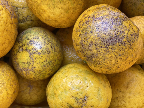 今が旬の人気のお買得訳あり
幻の柑橘　淡路島なるとオレンジ１０kg数量限定