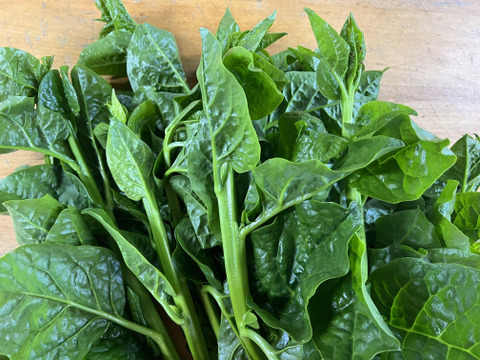 【7周年福袋】淡路島の夏をお届け！夏野菜詰め合わせ（10品）セット  77セット限定【77セット限定】