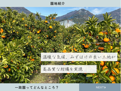 超完熟宮川早生⭐︎屋根かけ越冬みかん　5キロ2Sサイズギフトにも！　有田みかん　早生みかん