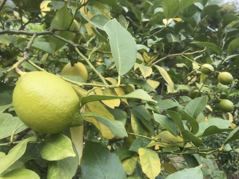 2kg 日本一の国産レモンの生産地　瀬戸田産レモン(グリーン・イエローグラデーション)