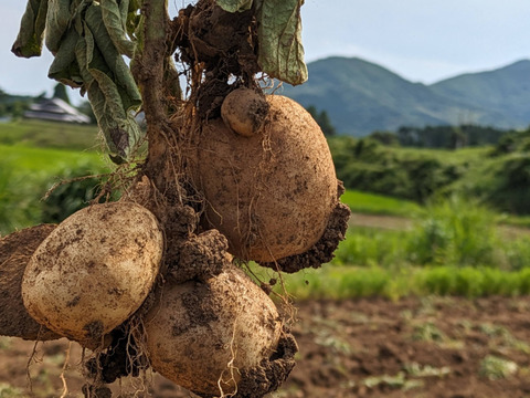 《規格外》２KG  品種ニシユタカ 五島列島産 自然農業での栽培
