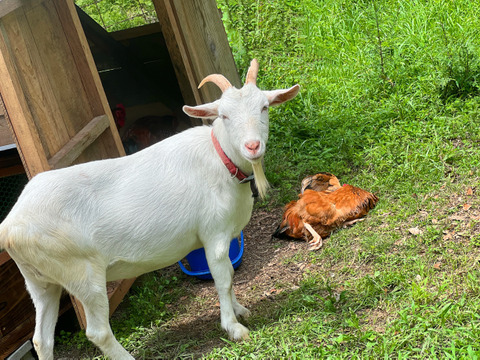 【もみがら詰め】四万十清流平飼い育ちの朝採れ新鮮卵１０個 数量限定お試しセット