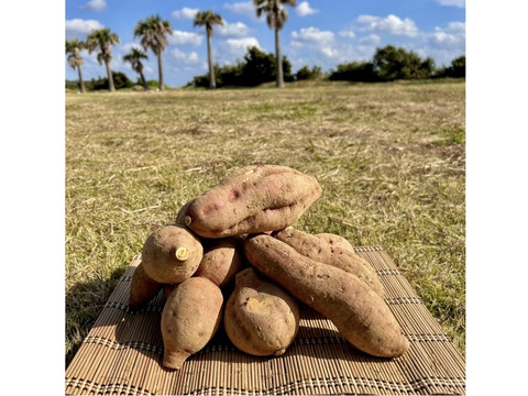 種子島産 安納芋 B品（M〜Lサイズ）2kg｜甘くて濃厚🍠｜aimo農園直送