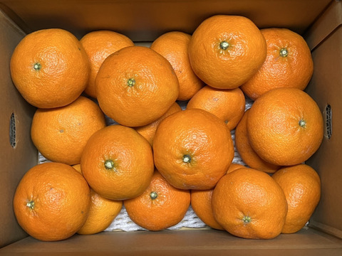 甘さたっぷり　甘平　家庭用5キロ