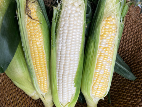 【旬の3種セット】人気とうもろこしをまとめてお届け｜各4本（合計12本）