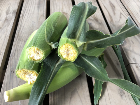 果樹農家がつくるスイートコーン「おおもの」家庭用3kg