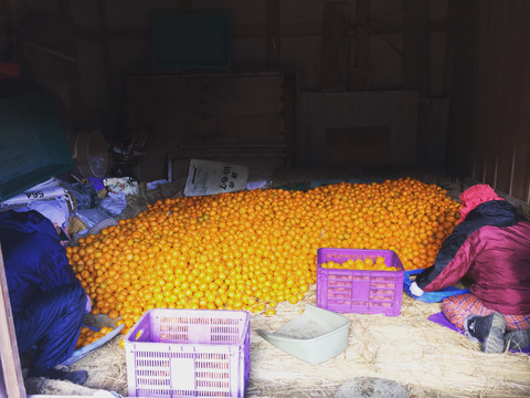 【深～く甘いコクと余韻】年末年始はこの🍊！【晩生みかん２．５kg】