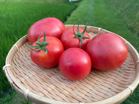 【お試しサイズ】山のミネラルたっぷり！ソノちゃんのこだわり野菜セット6〜7種