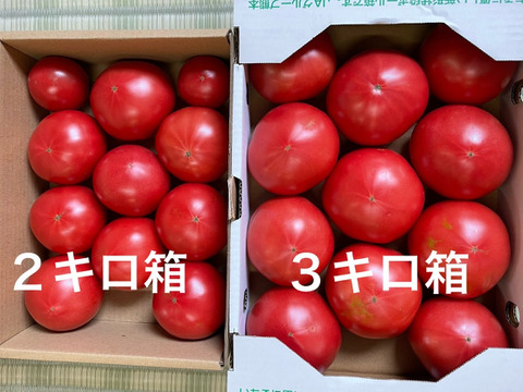 採れたて新鮮❗️完熟トマトを（約3k）お届けします❗️