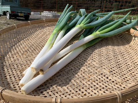 兵庫県香美町産長ねぎ2ｋｇ（箱入約15-20本）採れたてを発送《白ネギ》