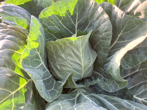 冷蔵便★平さんちのグリーンボール※6個入り★100㎝サイズ満杯