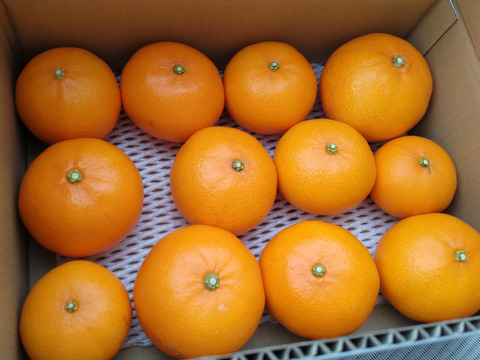 １級　愛媛県産　せとか　柑橘の大トロ　３キロ　家庭用　サイズ不揃い