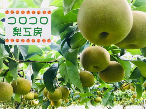 販売終了】幸水梨5kg(8~12個入)✨️甘い‼️とってもジューシーでフルーティー‼️少しの汚れや変形で、贈答用5kg7500円に入れなかった梨たちを集めました✨️味は贈答用と同じです😋