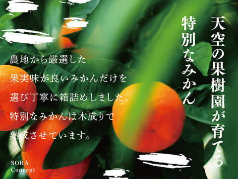 そら伊予柑【癒される香り】愛媛産 伊予柑 訳あり 4kg