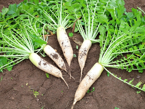 【おでん用】究極の絹食感！奥四万十絹大根５ｋｇ 農薬不使用 自然栽培 四万十産