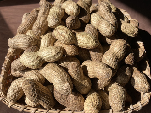 乾燥生落花生1kg【ジャンボピーナッツ・極大粒・殻付き】【農薬・化学肥料不使用】【天日乾燥】【令和6年・岐阜県産】