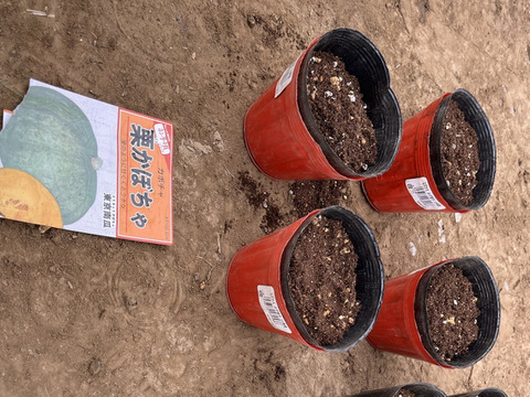 甘い！ホックホク！「栗カボチャ」　約3キロ(2~3個)