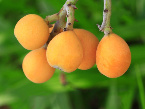 【樹上完熟】南国土佐 完熟びわ Mサイズ２２玉  農薬不使用 自然栽培 四万十産