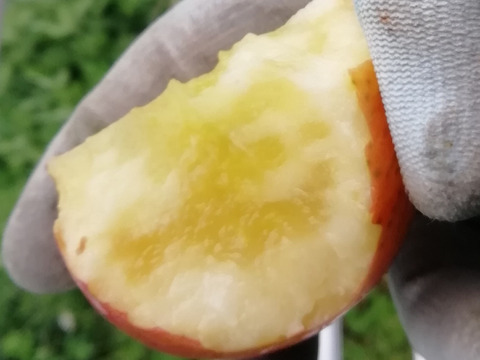 【奇跡のミツ入り！】こうとく　約3キロ　葉とらず　家庭用　JA基準より60％減の低農薬栽培