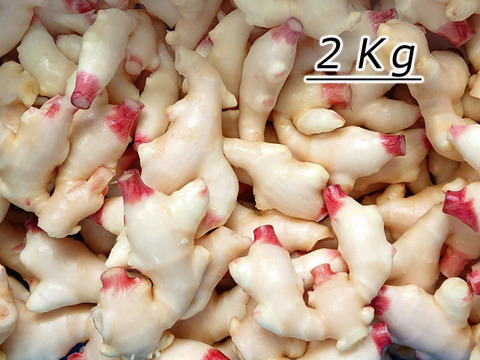 産直！新鮮！真っ白で柔らかい新生姜 2kg 高知県産：高知県産
