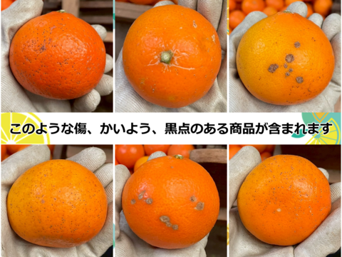 【アワード受賞】2/28より順次発送 数量限定 訳あり『天草』1.5kg サイズ混合 仲屋 海瀬農園