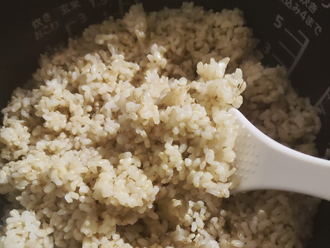 《農薬不使用・肥料除草剤不使用》お日さまたっぷりのお米『日本晴』【玄米】3kg・2025年和歌山県産