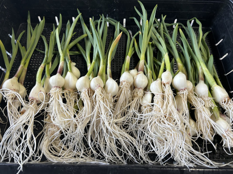 栄養満点！発芽にんにく30本【岐阜県郡上市産】