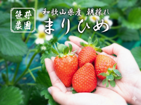 朝採れ、収穫いちご　まりひめ　500g (250g × 2p)