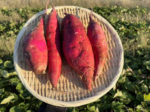 農薬不使用だから安心！愛知県産さつまいも「カカオいも」３kg【もうすぐクリスマス！ワクワクセール中】