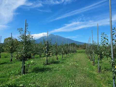 【The 王林】【The SUN】弘前産 果汁100％ストレートジュース  2本セット