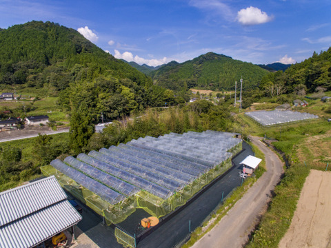 ☆ご家庭用☆　ナガノパープル2kg【4房～8房】