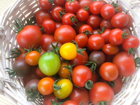 磯部農場の一番人気✨トマト詰め合わせセット