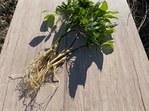 葉まで丸ごと！農薬不使用『高麗人参』3本セット