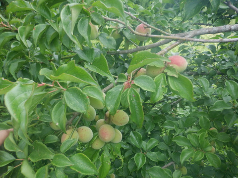 鳥取県産　樹上完熟・自然落下の梅（栽培期間中農薬・肥料不使用）