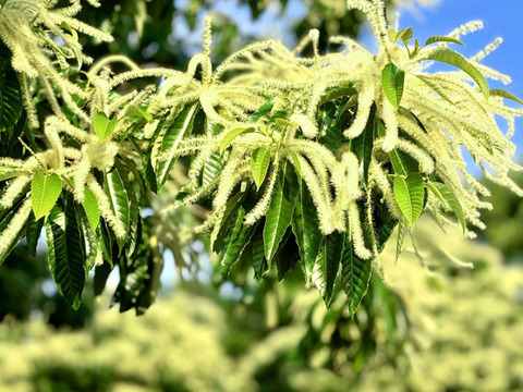 【大人気品種】ぽろたん栗２ｋｇ 大小混合サイズ  農薬不使用 自然栽培 四万十産