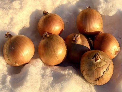 【玉ねぎ１kg】★組み合わせ自由なセット★１kg単位でお好きな量‼️(中サイズ長芋.じゃがいも.ごぼう.玉ねぎ)