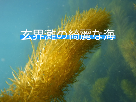 規格外のネバネバ 海藻 宗像のあかもく１０個