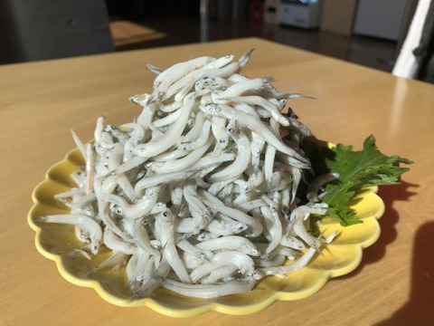 【愛媛県産】網元の隠し玉!訳あり太筋釜揚げしらす1kg