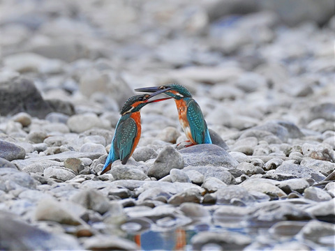 【最高級】日本最後の清流四万十川の天然鮎 Ｓ～Ｍサイズ３００ｇ(４～６匹)