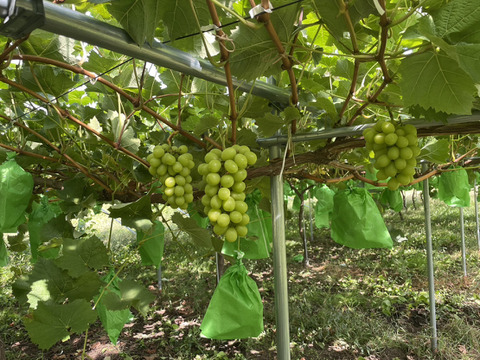 パリパリ食感★シャインマスカット３００ｇ～３５０ｇと自家製ラフランスジュースセット
